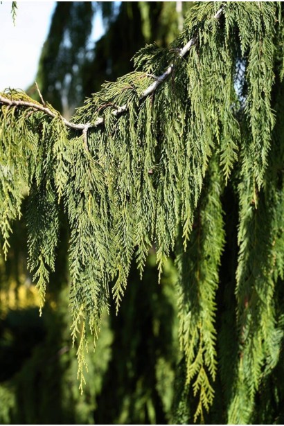 Кипарисовик нутканский Джубили